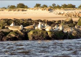 newburyport-sunning-seals-newburyport