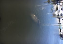 Titusville Manatees