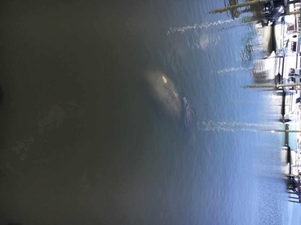 Titusville Manatees