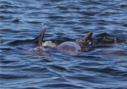 082415_Dophin_in_Vero_Beach