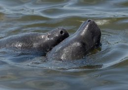 082415_Suzanne_Kasven_Loggerhead_boat_picture