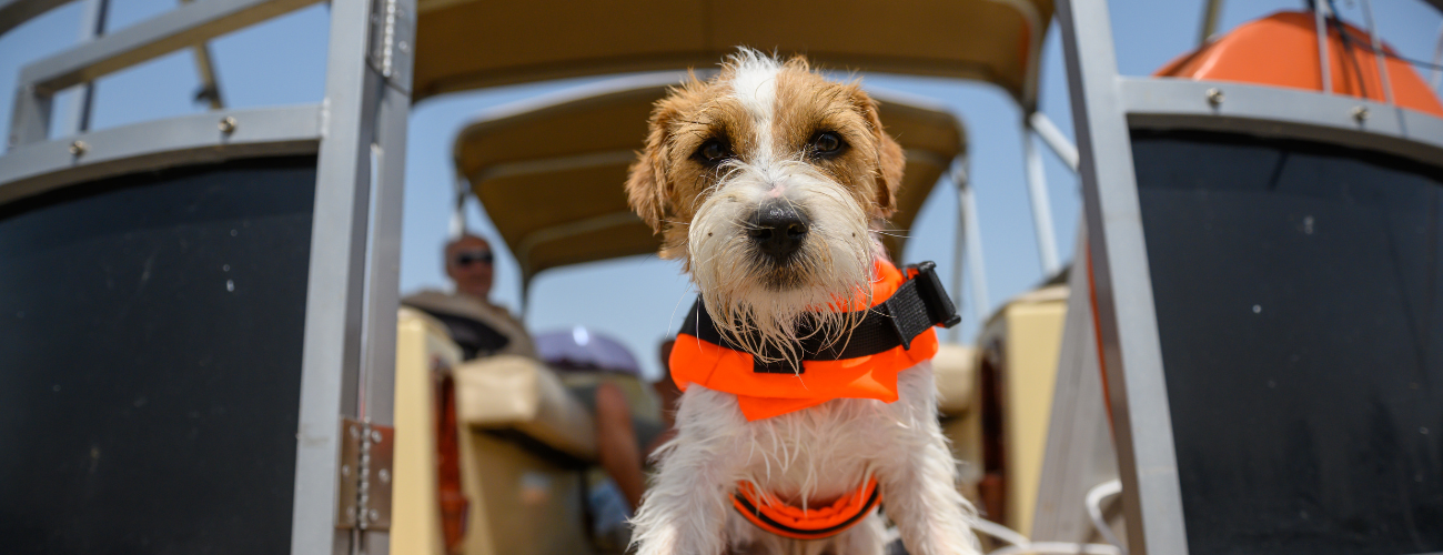 10 Tips for Boating Safely with Your Dog